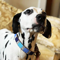 Atlas Blues Beaded Leather Dog Collar modeled on a Dalmatian.