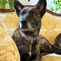 Dog on a couch wearing the Arrows Metallic Beaded Leather Dog Collar.