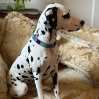 Dalmatian sitting on a couch wearing the Atlas Blues Beaded Leather Dog Collar.
