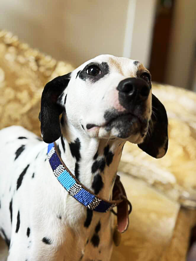Atlas Blues Beaded Leather Dog Collar modeled on a Dalmatian.