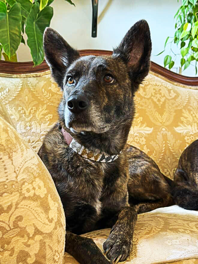 Dog on a couch wearing the Arrows Metallic Beaded Leather Dog Collar.