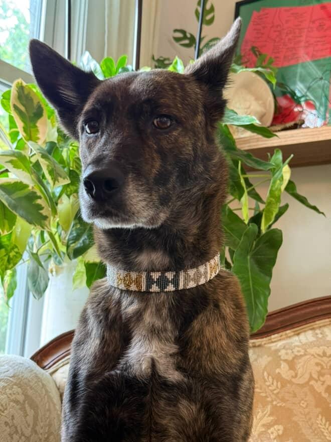 Close up picture of dog wearing the Arrows Metallic Beaded Leather Dog Collar.
