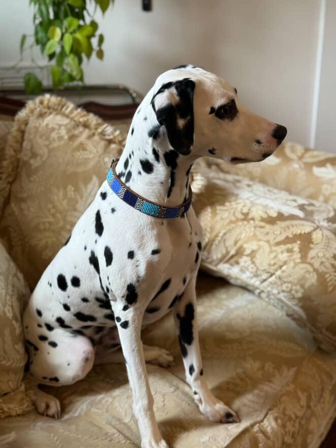 Dalmatian sitting on a couch wearing the Atlas Blues Beaded Leather Dog Collar.